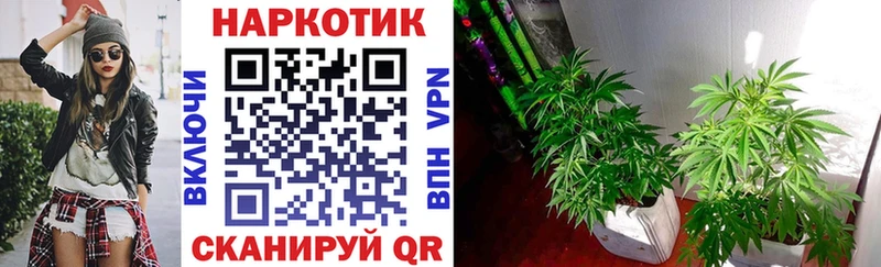 Все наркотики Волхов Марихуана Галлюциногенные грибы Alpha PVP ГАШ КОКАИН