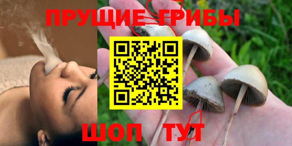 Волхов  Галлюциногенные грибы Magic Shrooms  Галлюциногенные грибы Psilocybine cubensis  Вход с VPN 